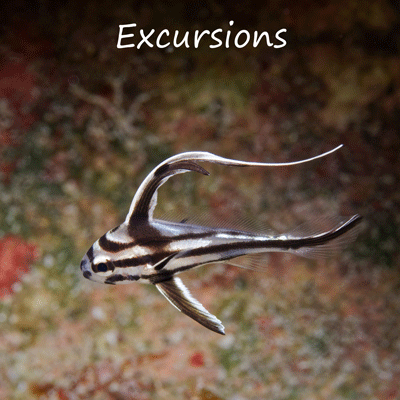 excursions images